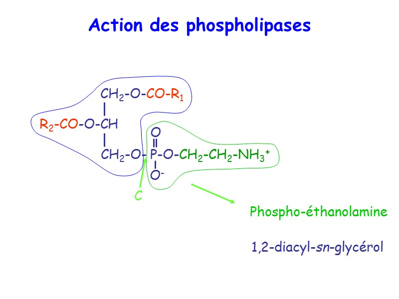 Action des phospholipases C 1,2-diacyl-sn-glycérol Phospho-éthanolamine